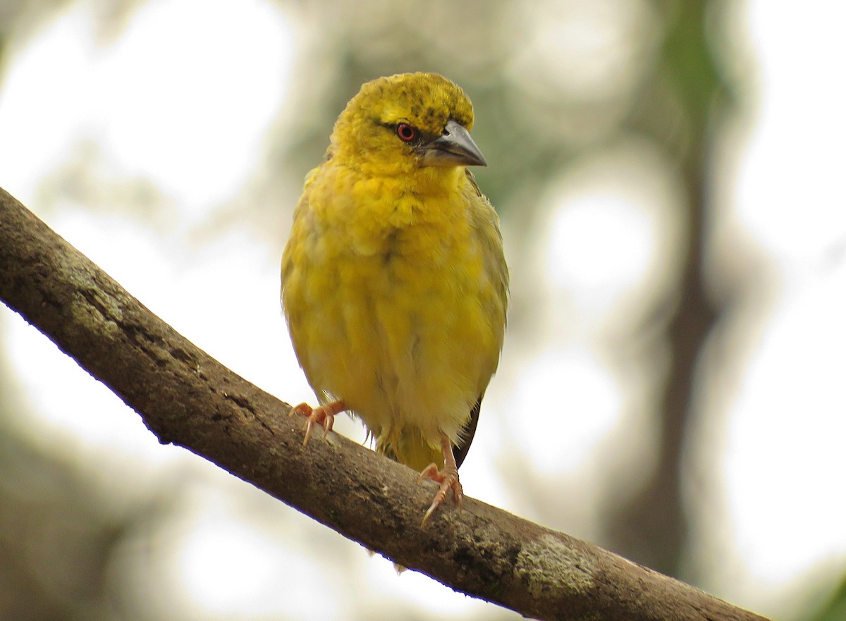 Village Weaver - ML410594511