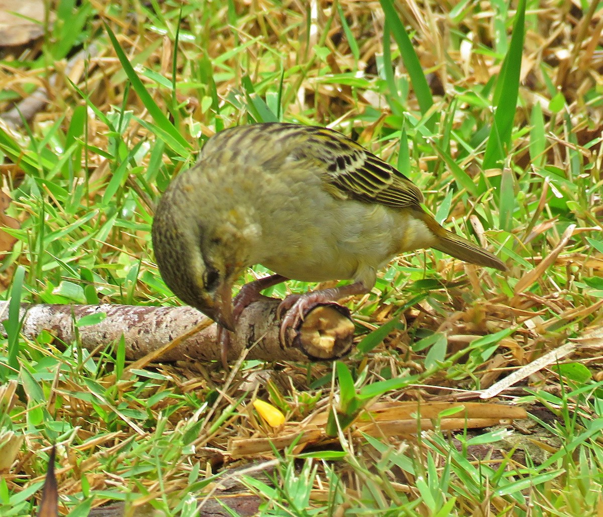 Village Weaver - Joao Freitas