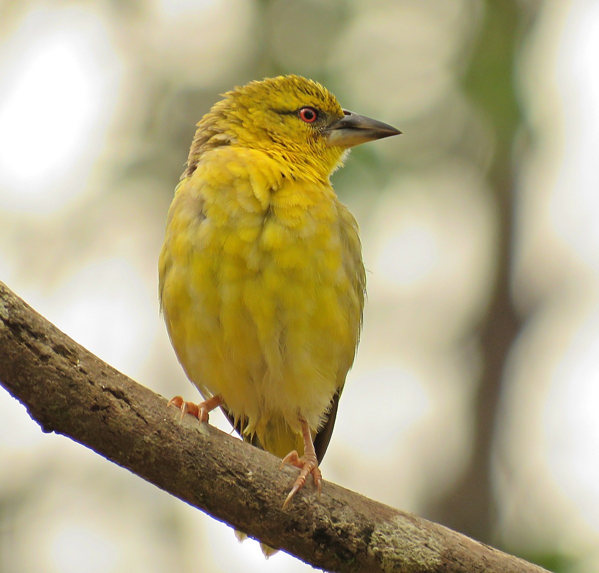 Village Weaver - ML410594531