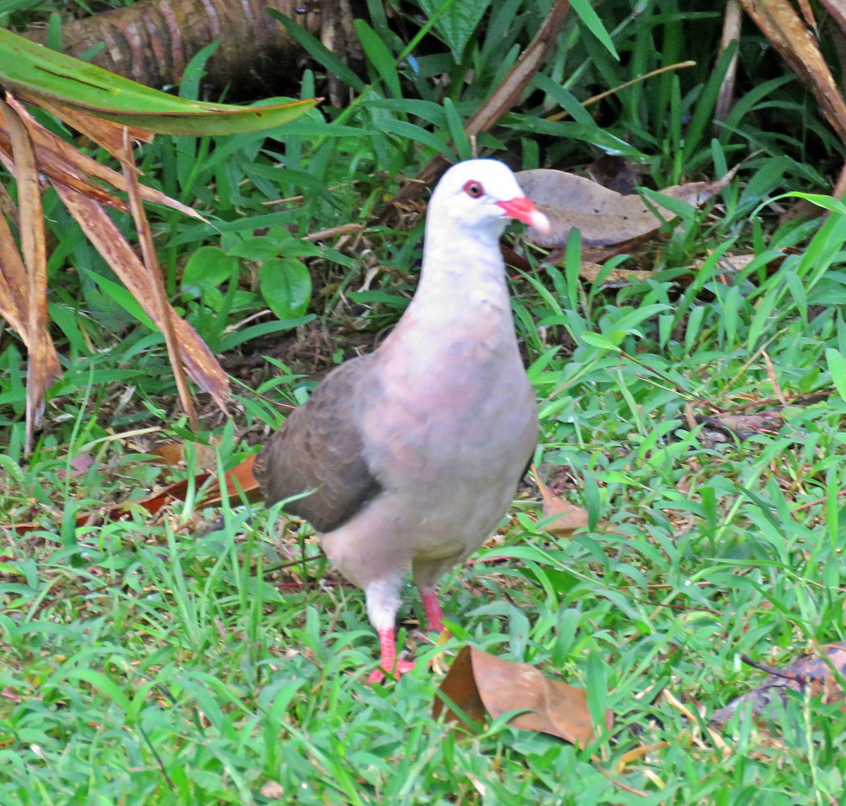 Pink Pigeon - ML410594951