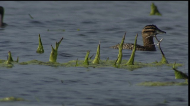 Masked Duck - ML410595