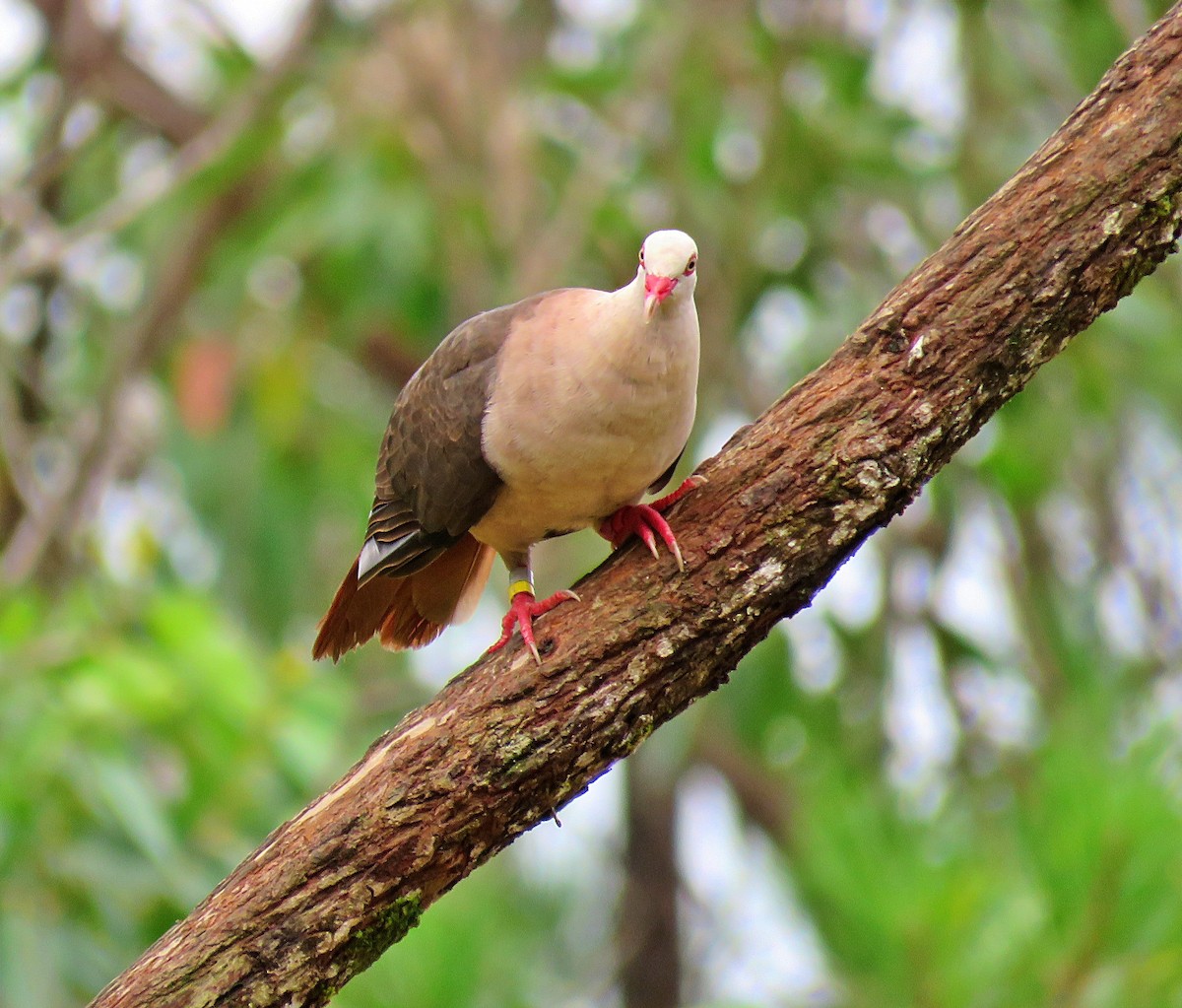 Pink Pigeon - ML410595011