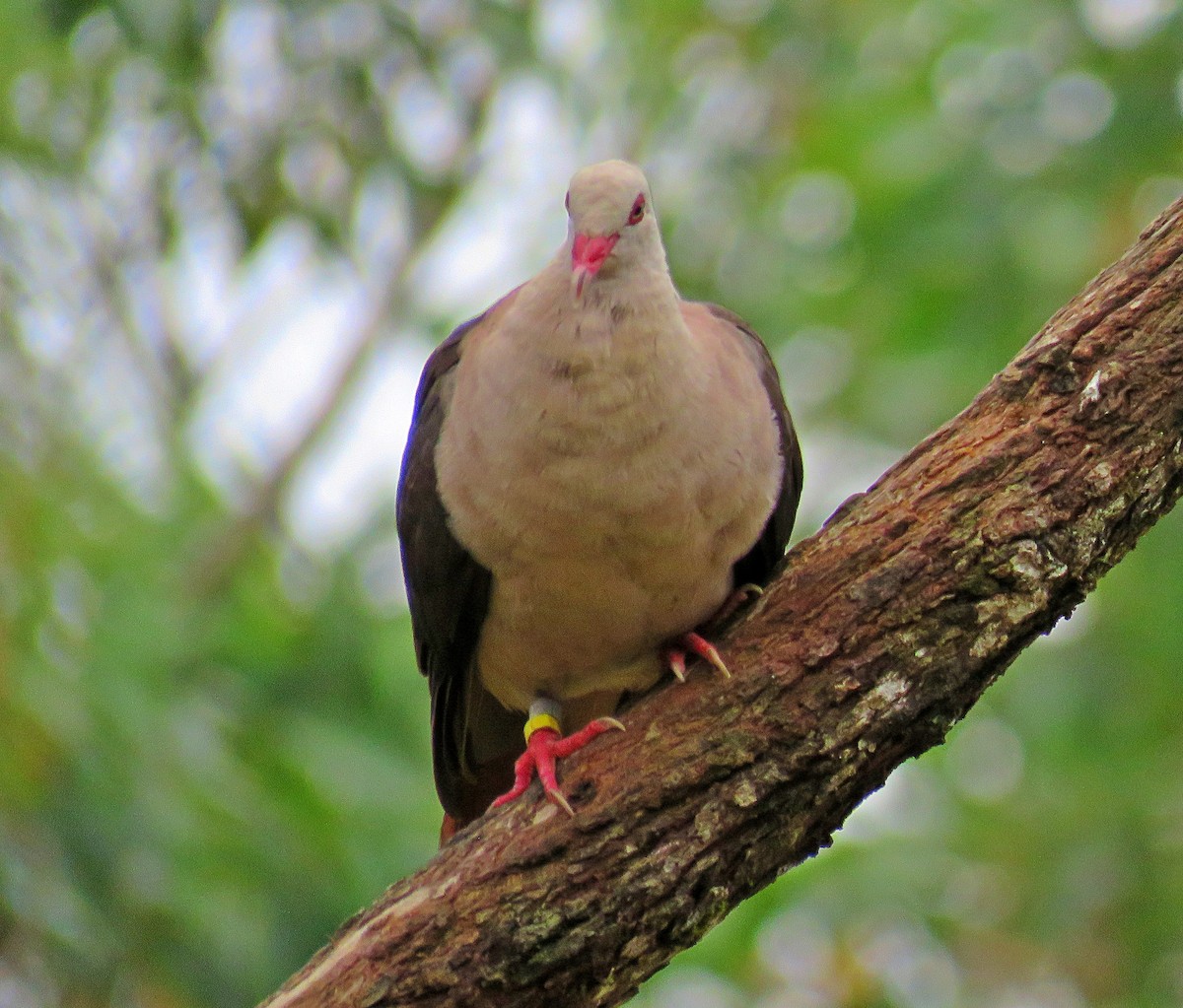 Pigeon rose - ML410595031