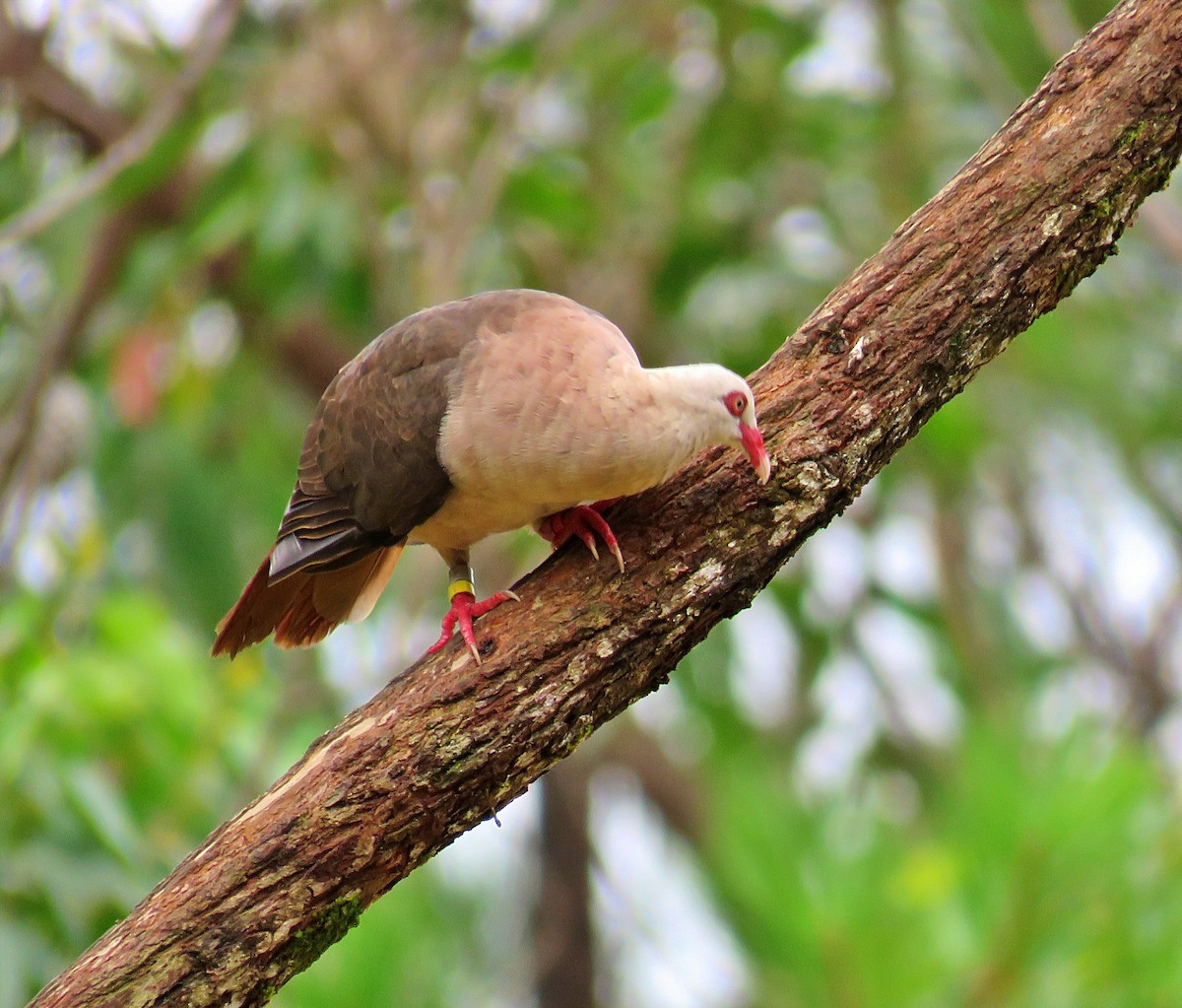 Pink Pigeon - ML410595041