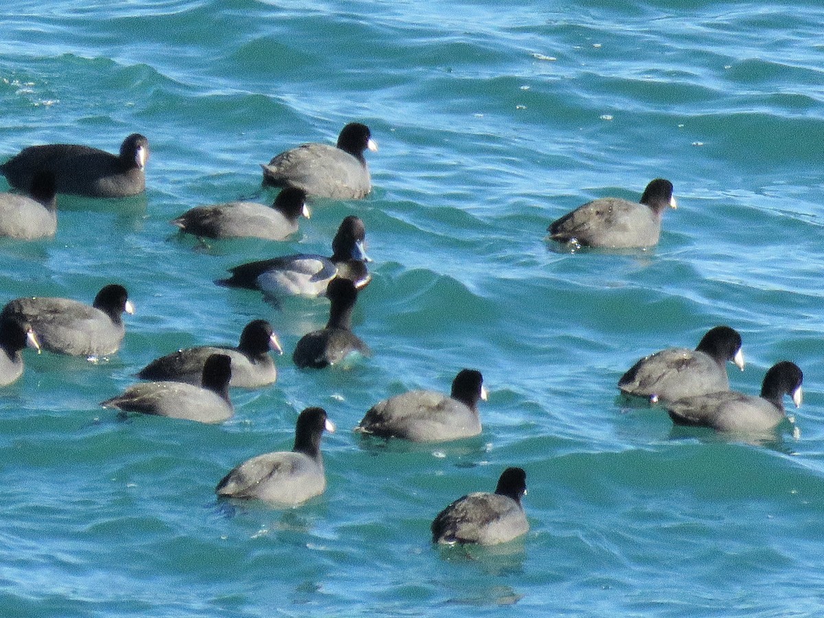 Lesser Scaup - ML410595951