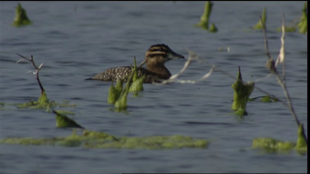 Masked Duck - ML410596