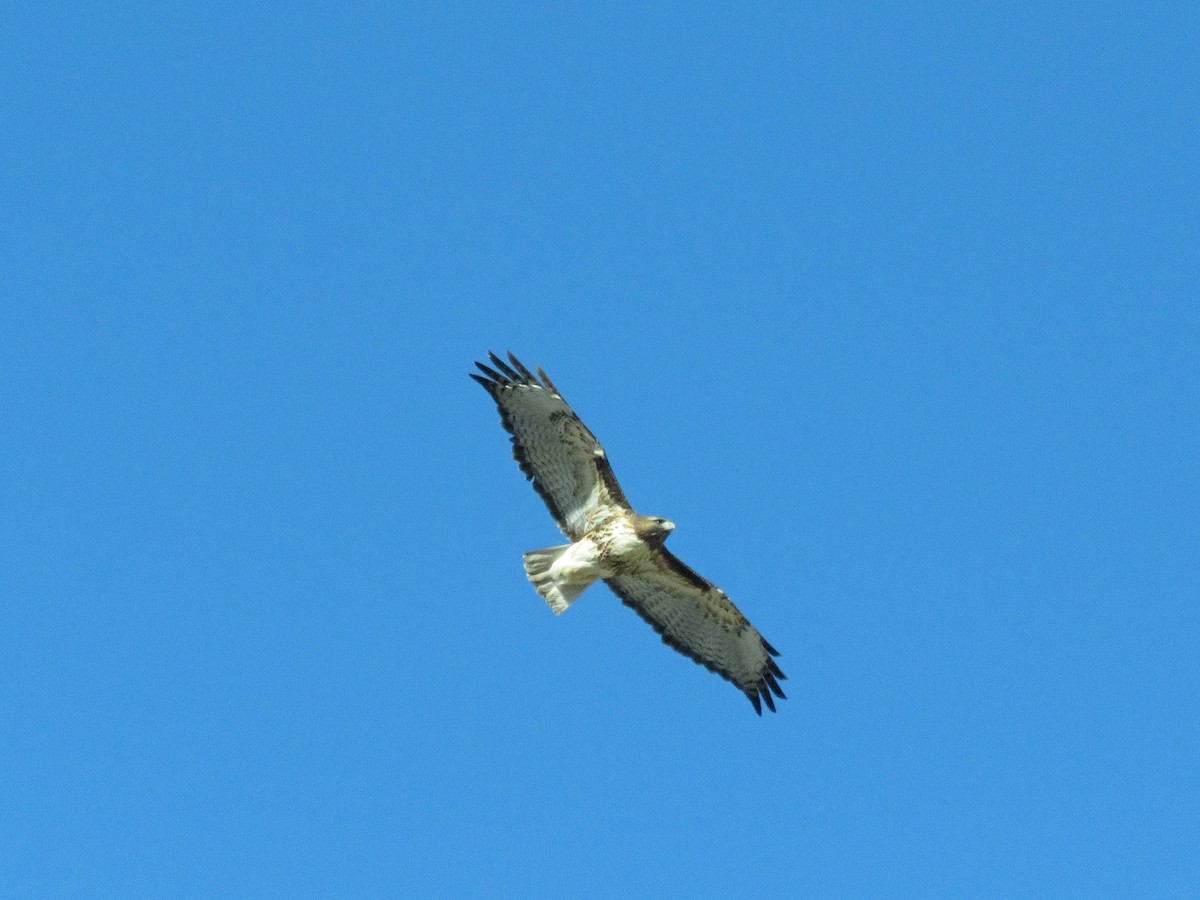 Red-tailed Hawk - ML410596001