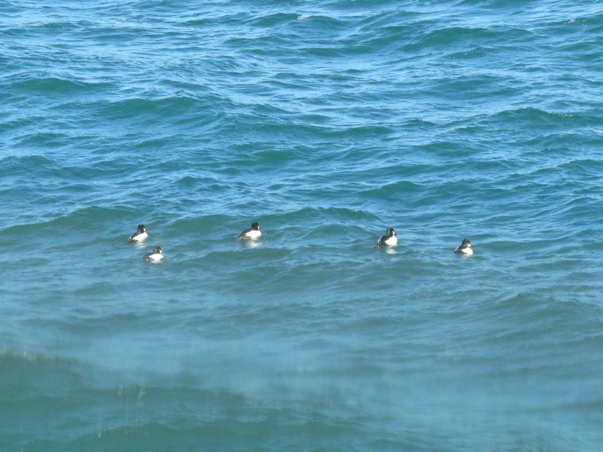 Common Goldeneye - ML410596391