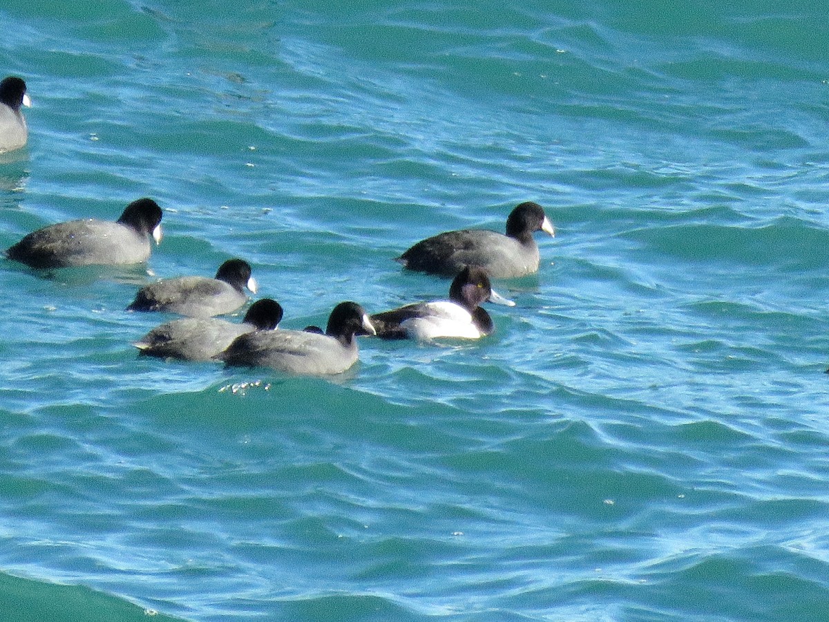 Lesser Scaup - ML410596961