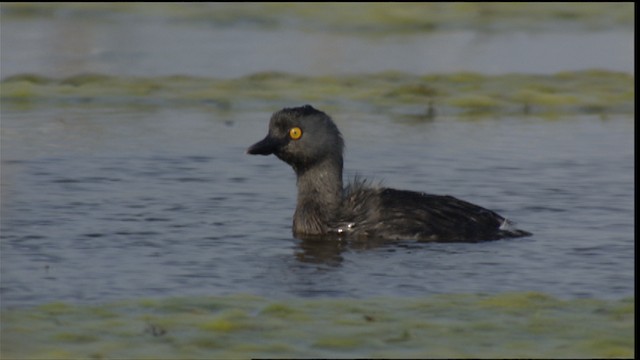 Least Grebe - ML410597