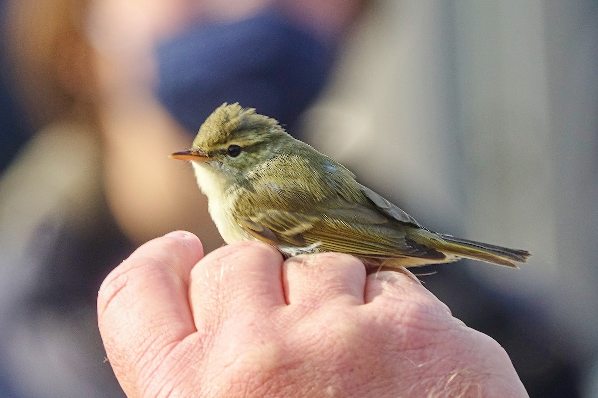 Two-barred Warbler - ML410598081