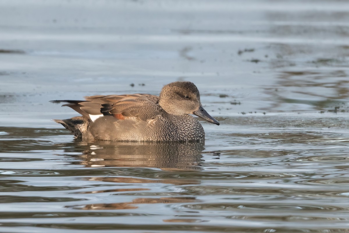 Canard chipeau - ML410598221