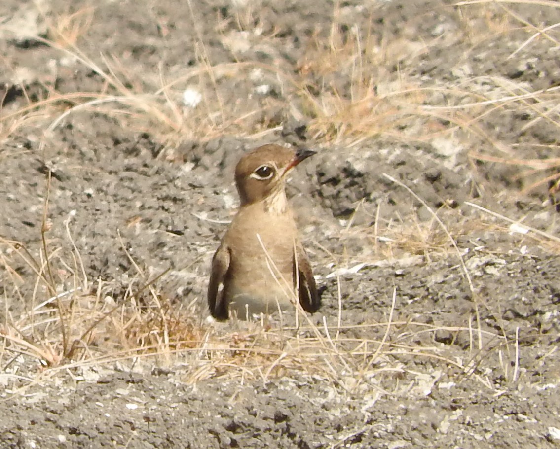 Oriental Pratincole - ML41059851