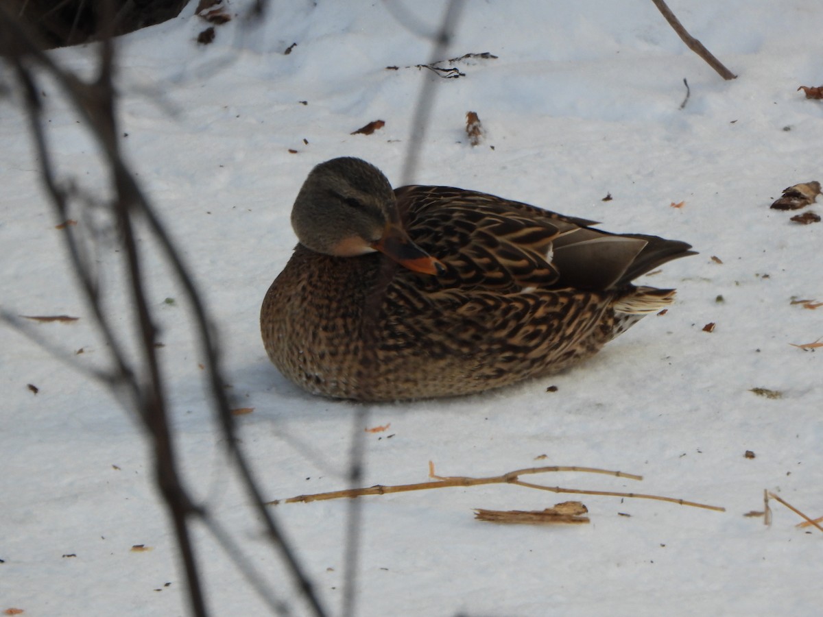 Mallard - ML410598561