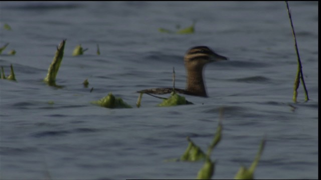 Masked Duck - ML410600