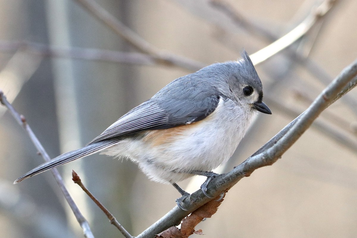 Tufted Titmouse - Dimitris Salas