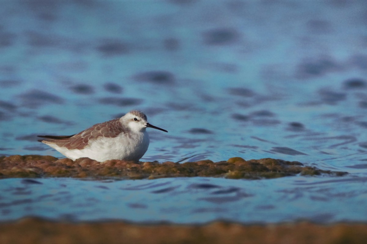 Falaropo Tricolor - ML41060081