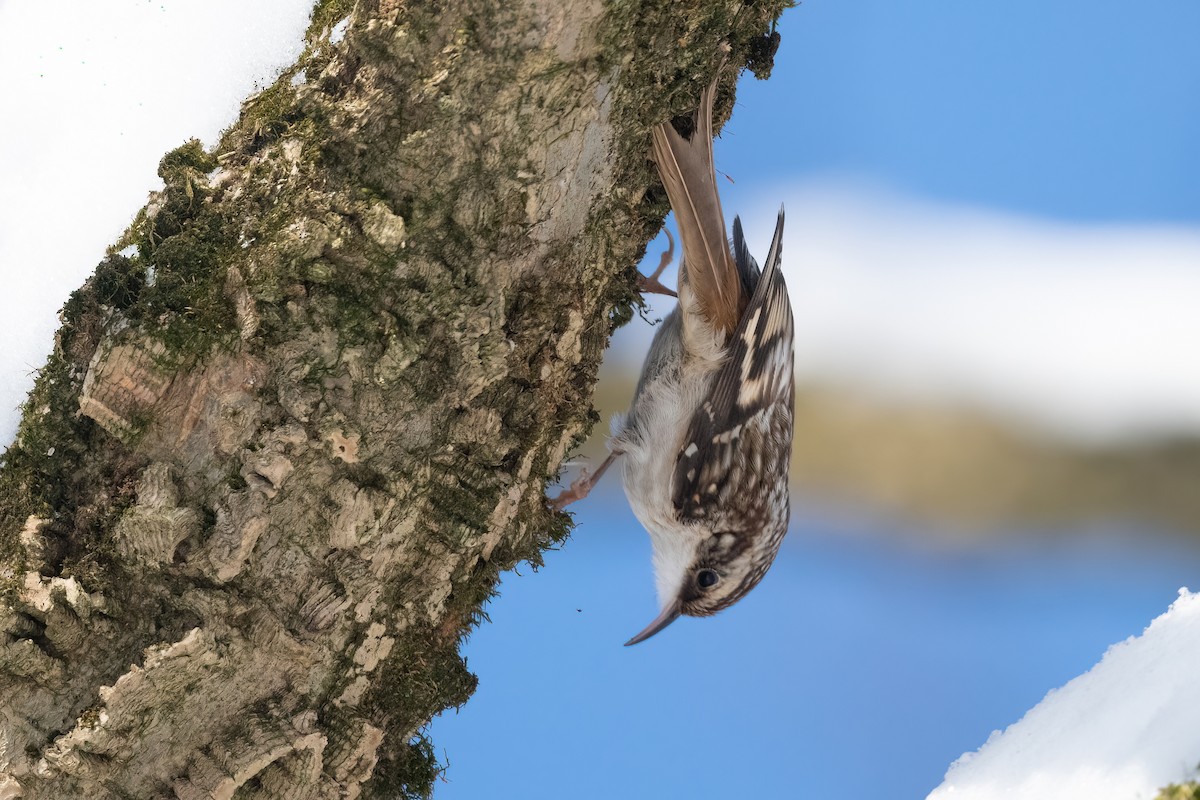 Brown Creeper - ML410600891