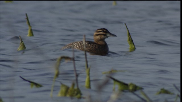 Masked Duck - ML410601