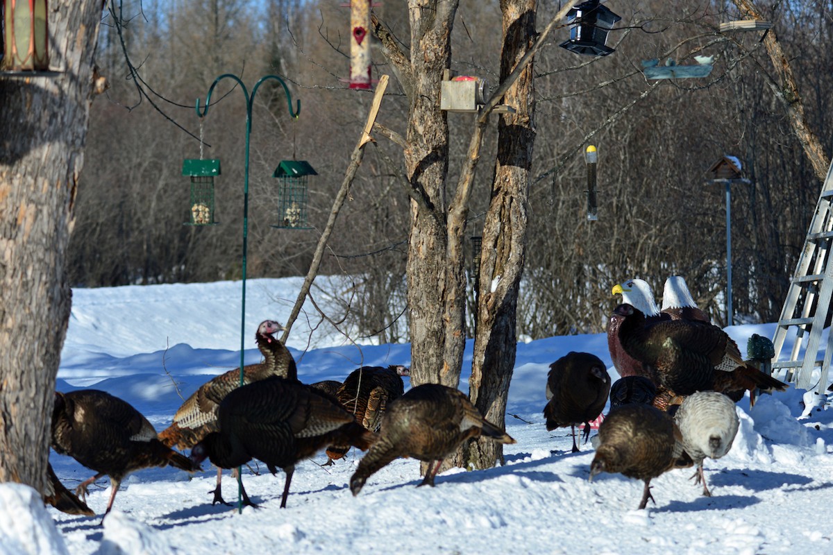Wild Turkey - ML410601251