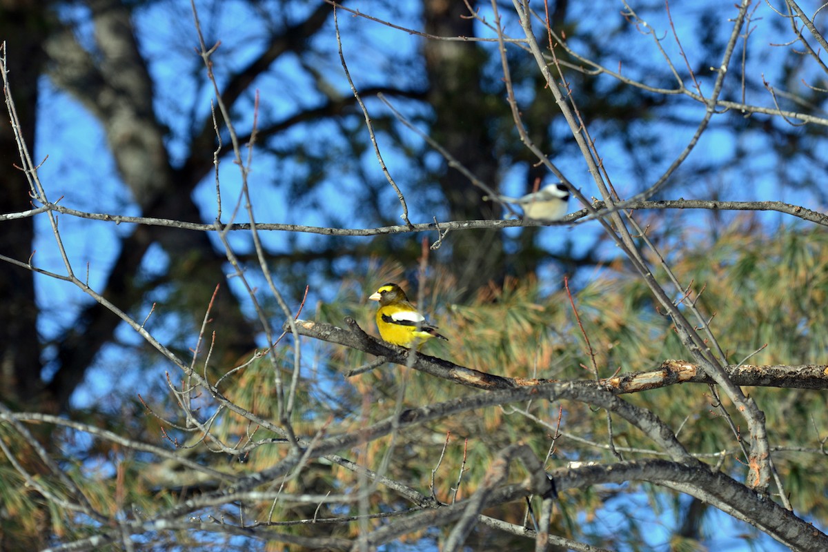 Evening Grosbeak - ML410601461
