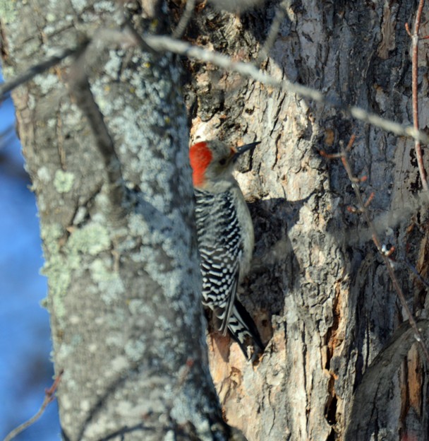 Red-bellied Woodpecker - ML410601511