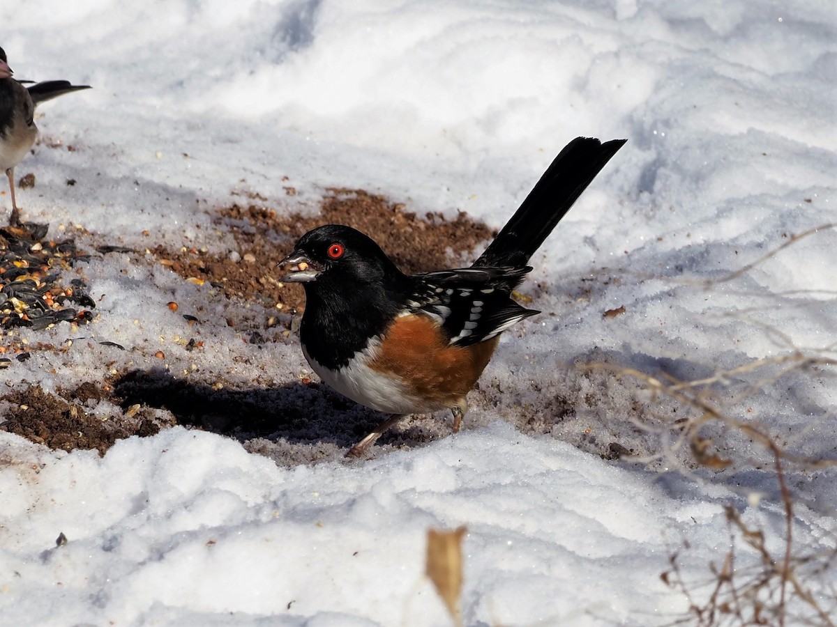 Spotted Towhee - ML410601821