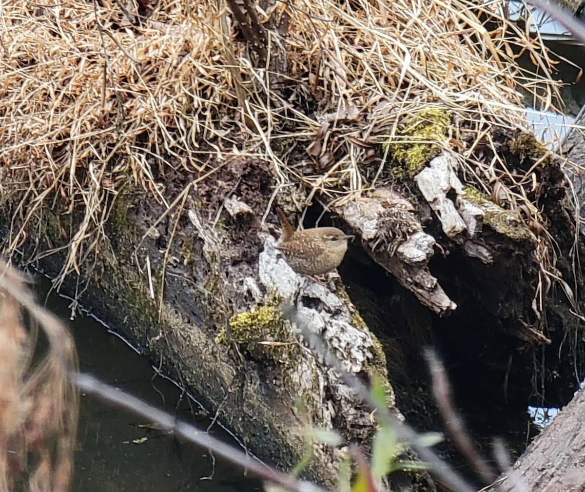 Winter Wren - ML410602231