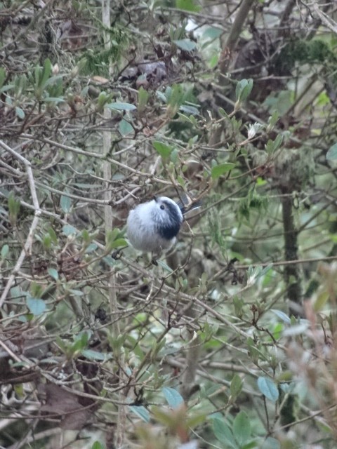 Long-tailed Tit - ML410602381