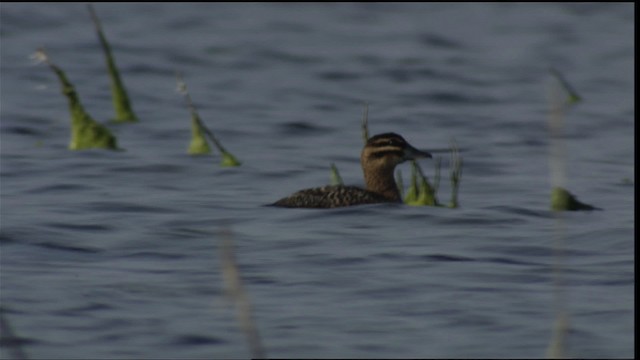 Masked Duck - ML410603