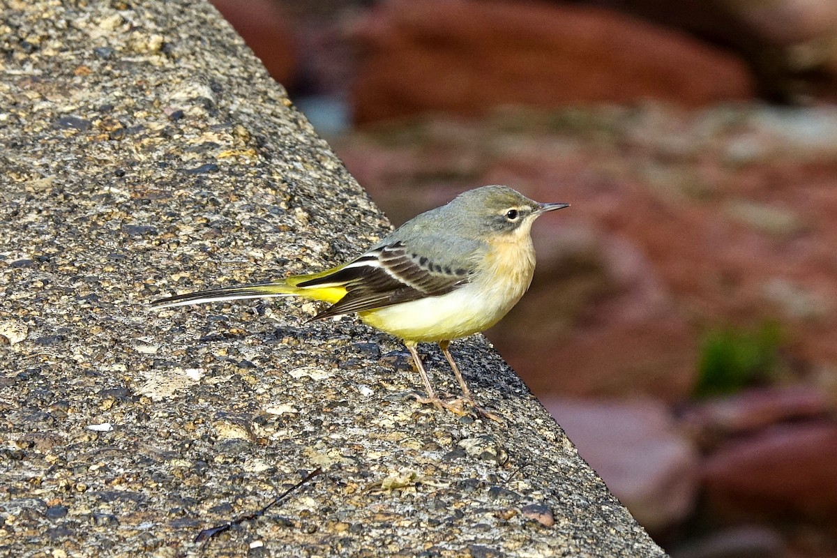 Gray Wagtail - ML410603141