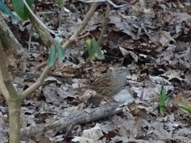 Dunnock - ML410603191