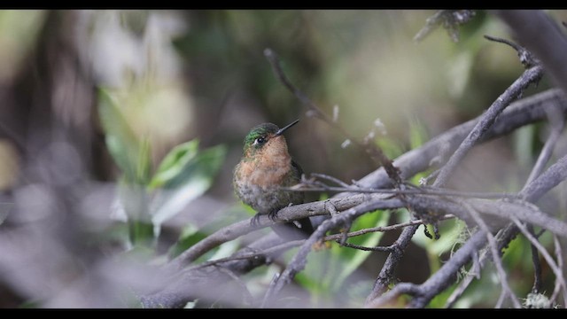 kolibřík dřišťálový (ssp. districta) - ML410603321