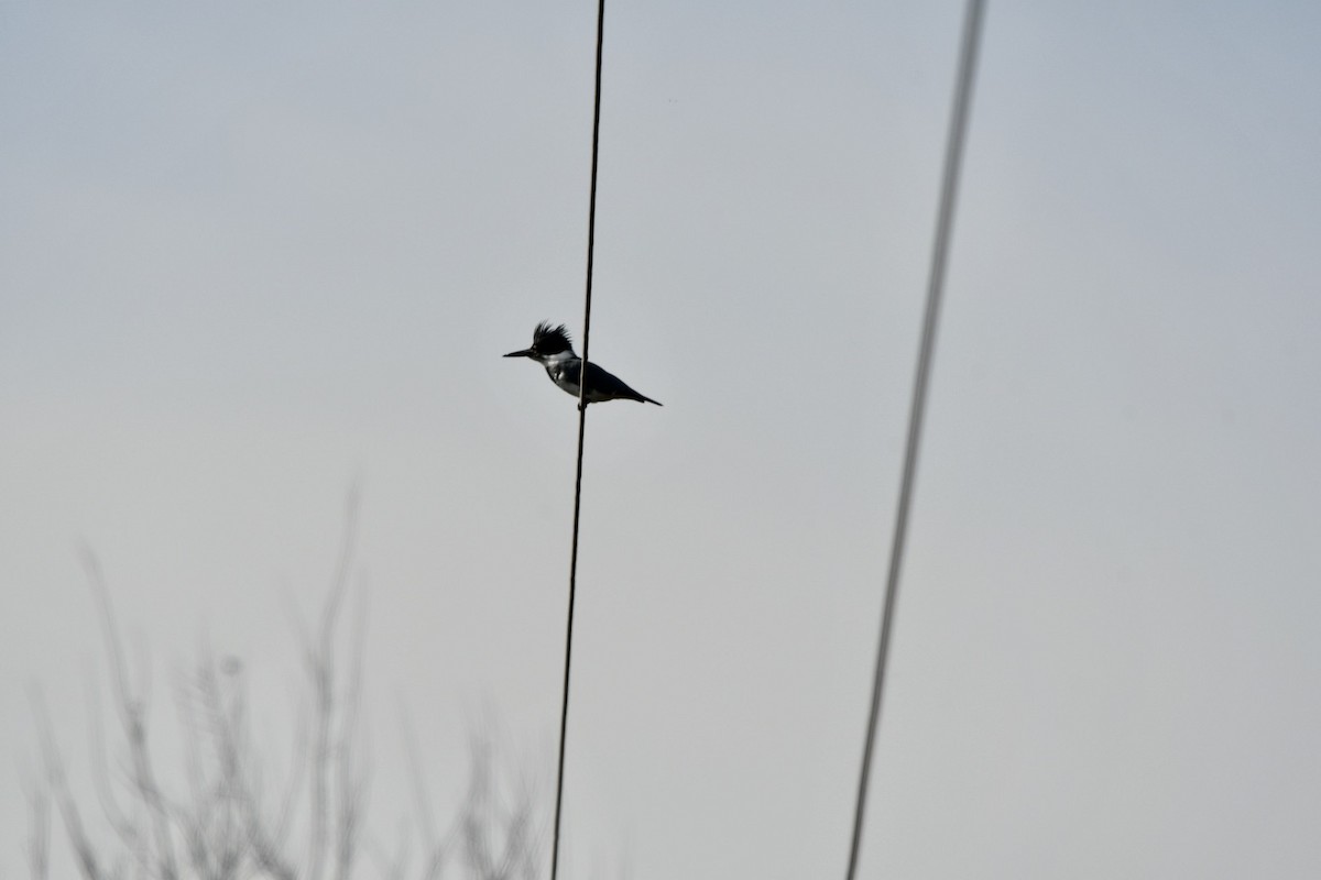 Belted Kingfisher - Brandy Falise