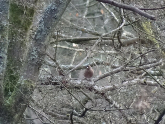 Common Chaffinch - ML410603671