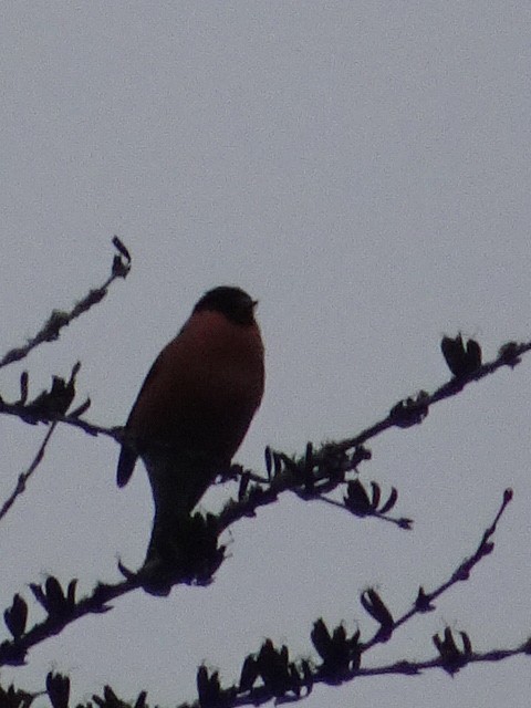 Eurasian Bullfinch - Matt Milne