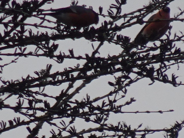 Eurasian Bullfinch - ML410603831