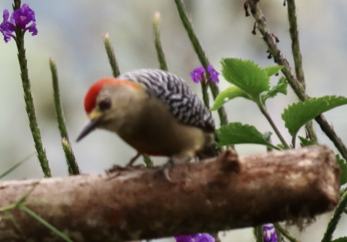 Red-crowned Woodpecker - ML410604221