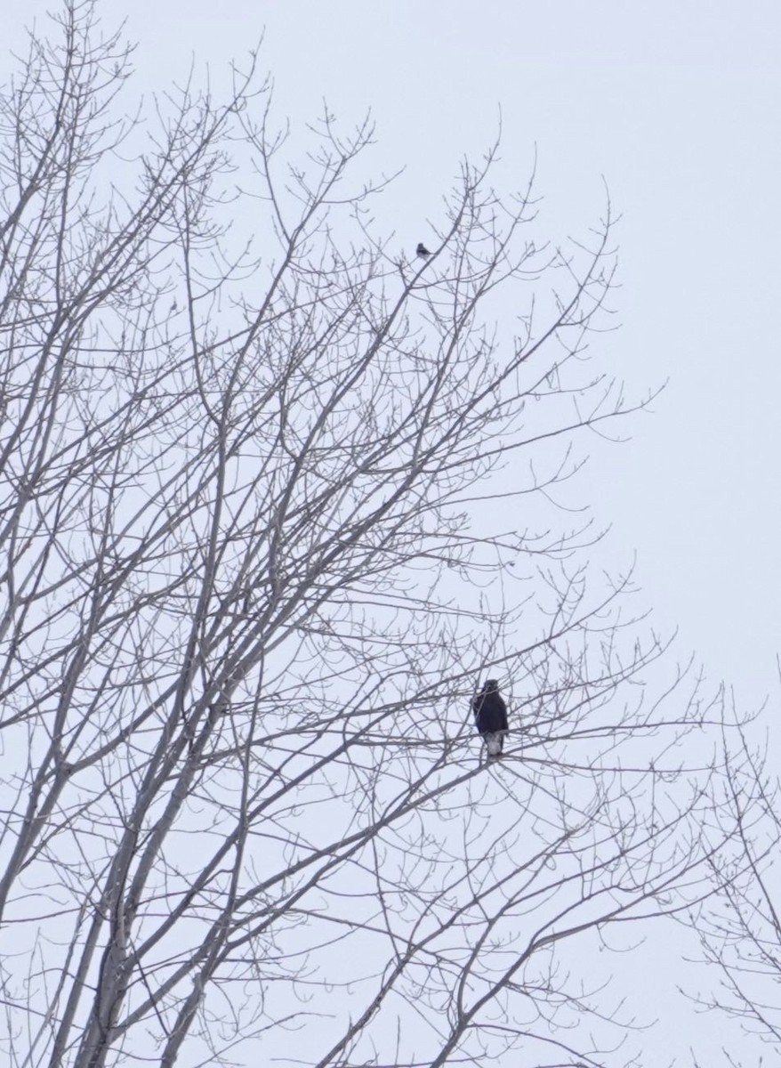 Rough-legged Hawk - ML410606591