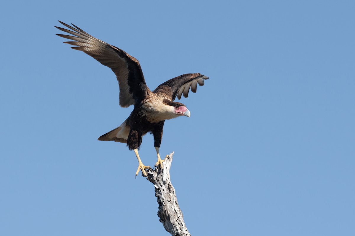 Crested Caracara - ML410606731