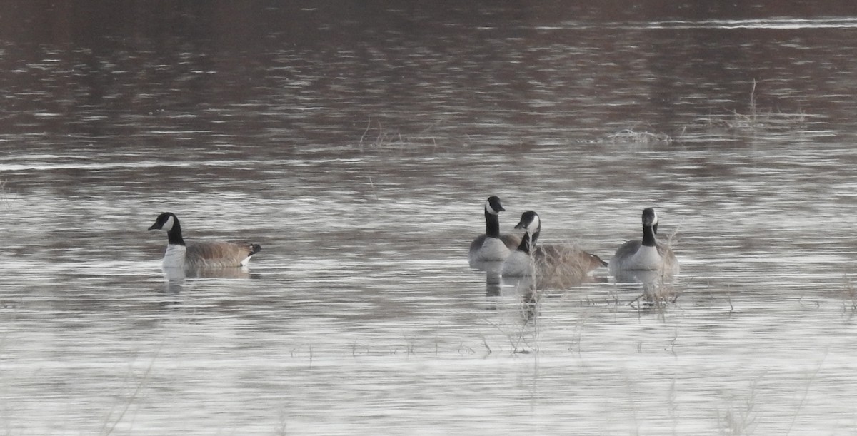 Canada Goose - ML410607671