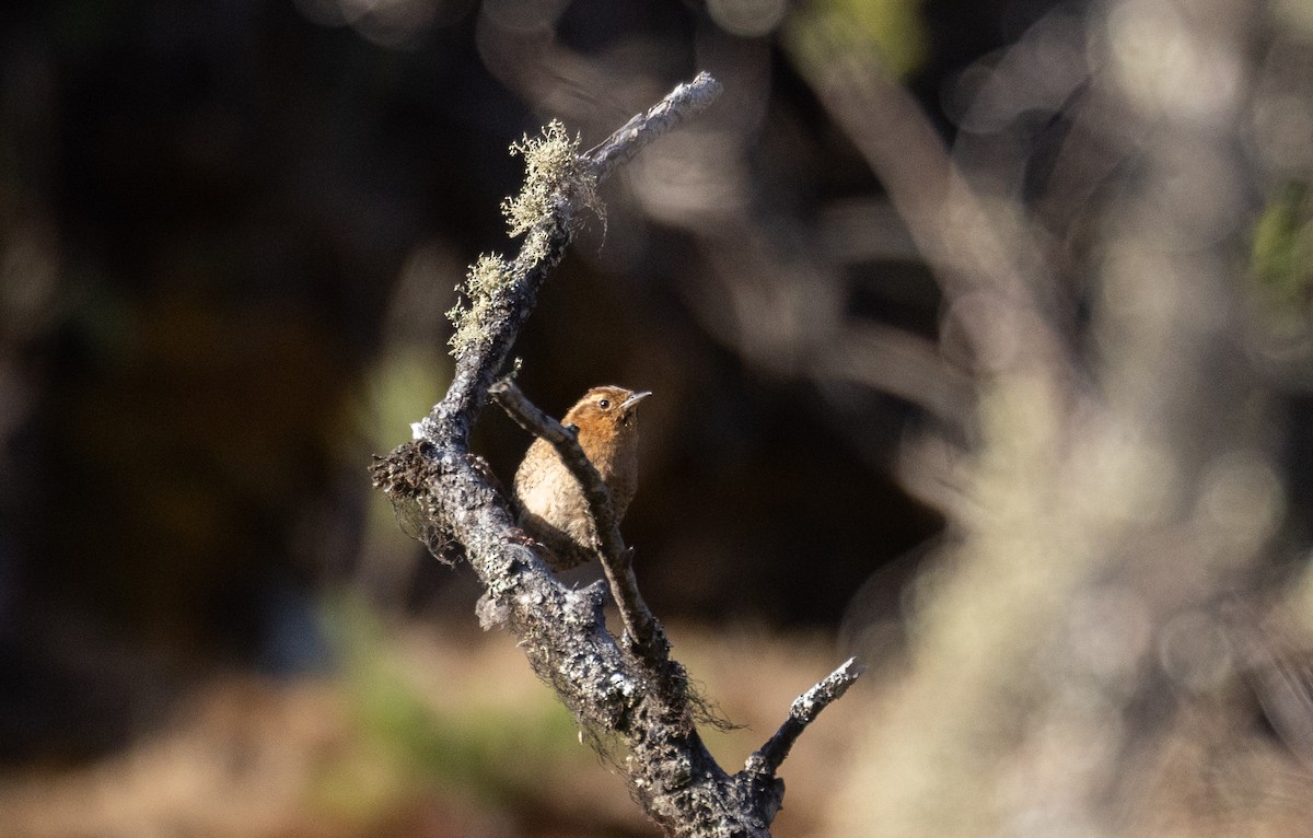 Santa Marta Wren - ML410607681