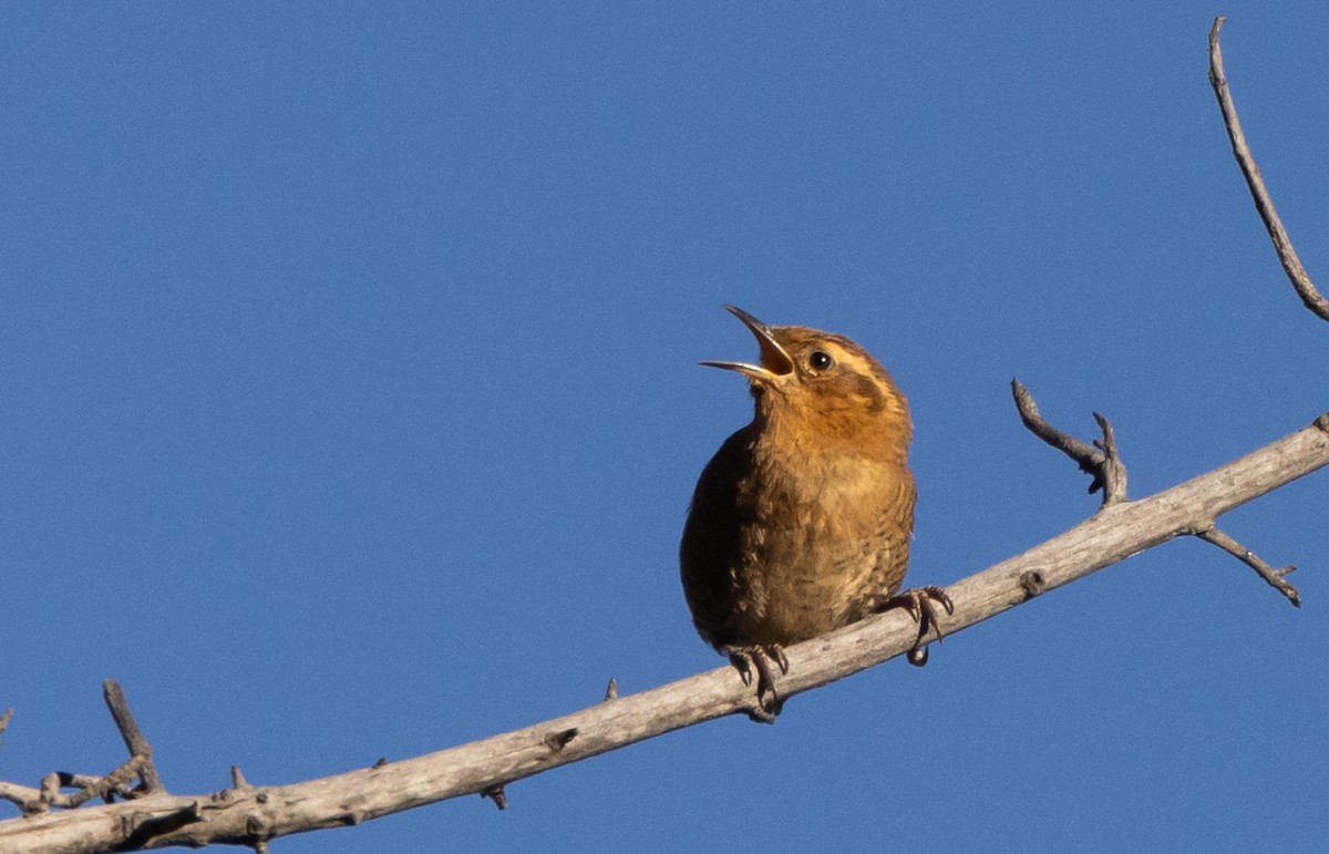 Santa Marta Wren - ML410607801