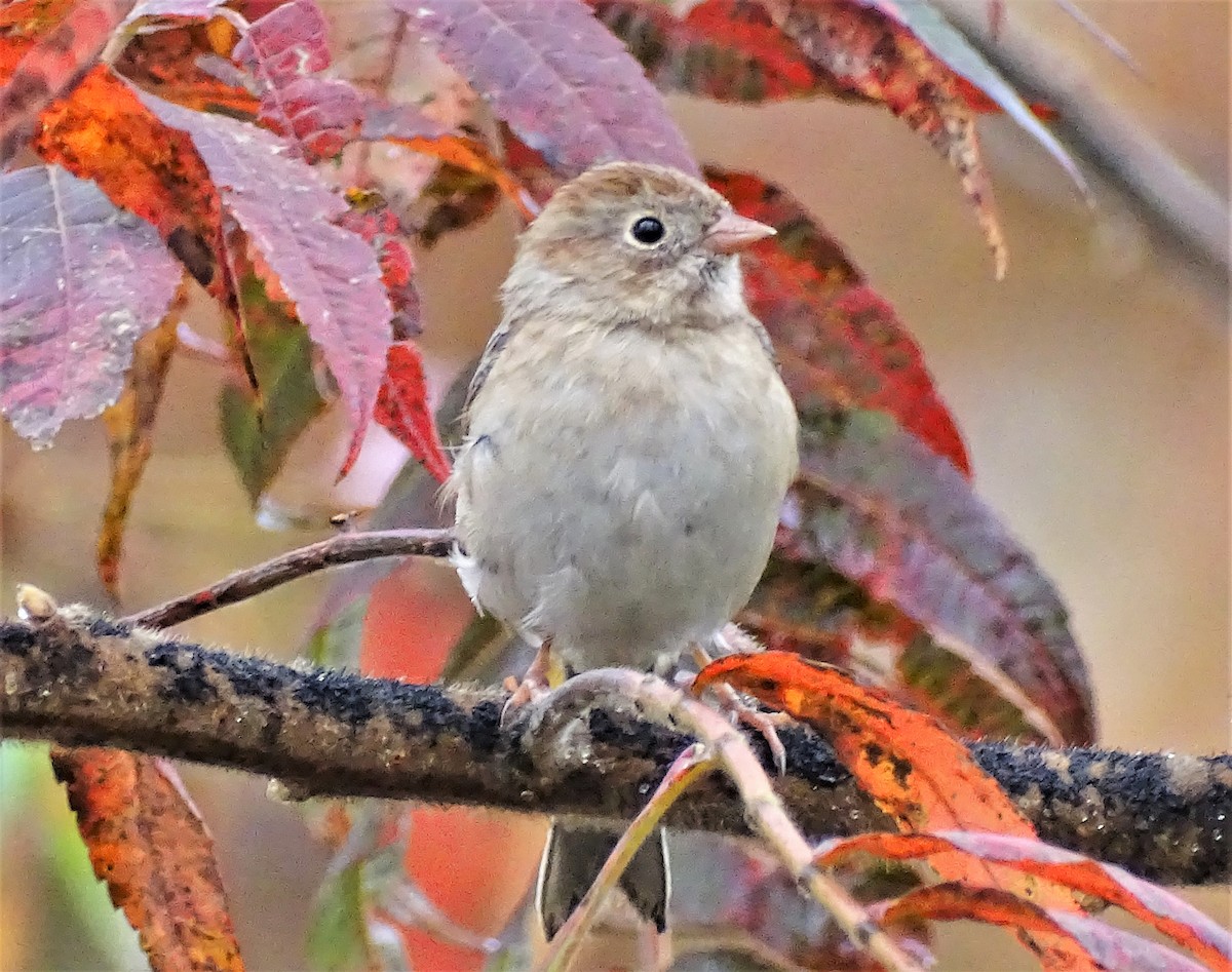 markspurv - ML410609831