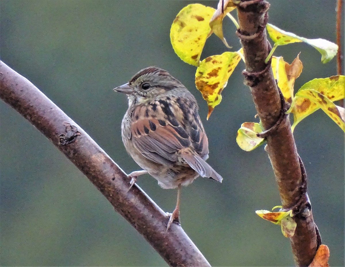 sumpspurv - ML410609991