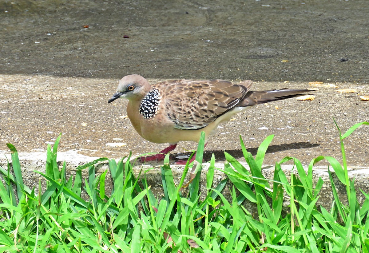 Spotted Dove - Joao Freitas