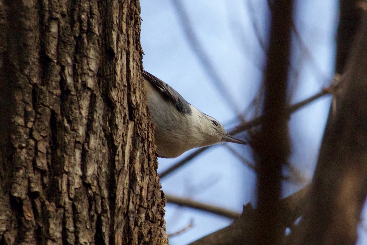 White-breasted Nuthatch - ML410611501