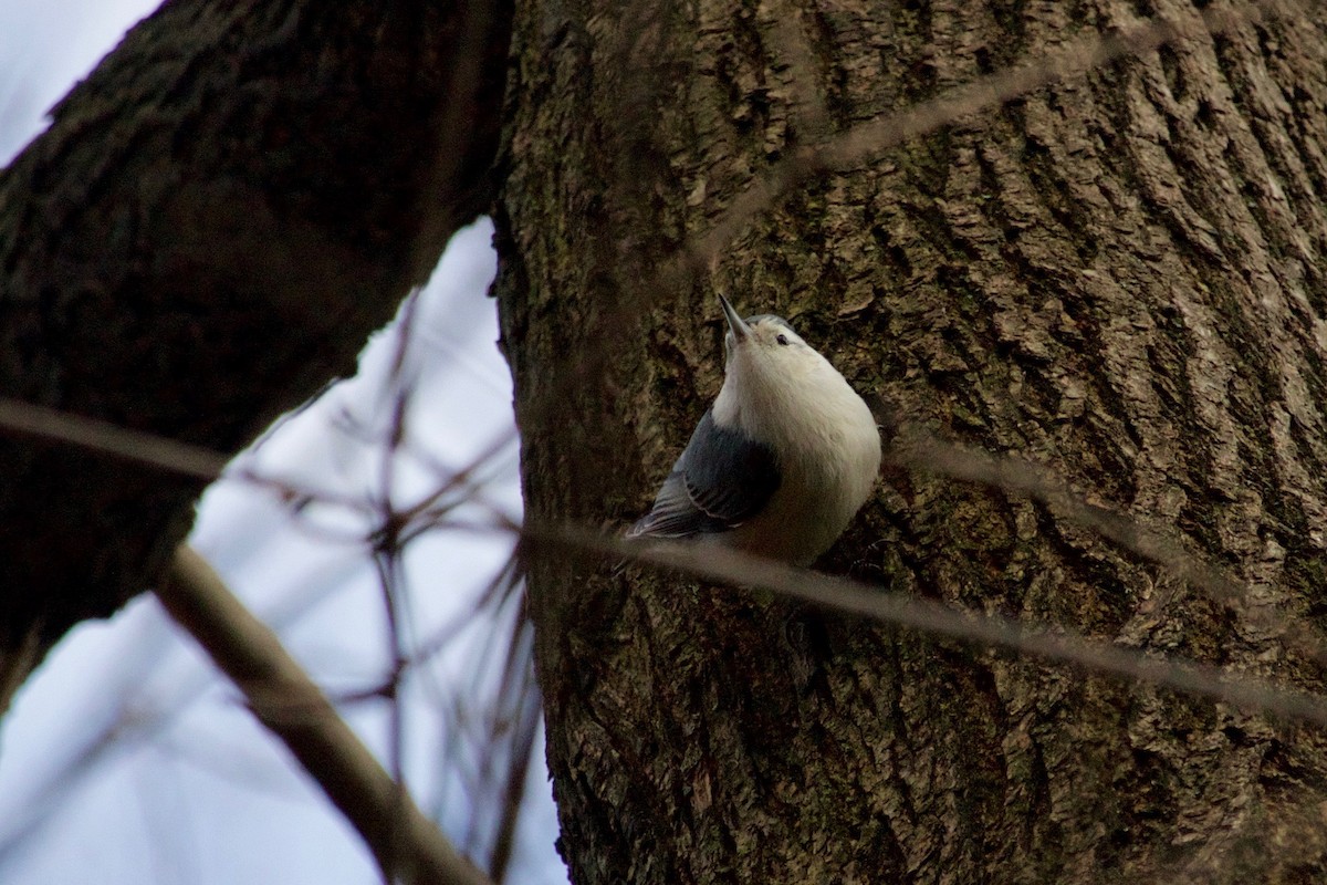 White-breasted Nuthatch - ML410611521