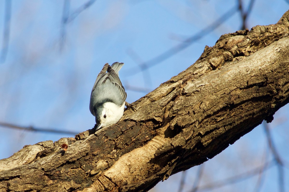 White-breasted Nuthatch - ML410611531