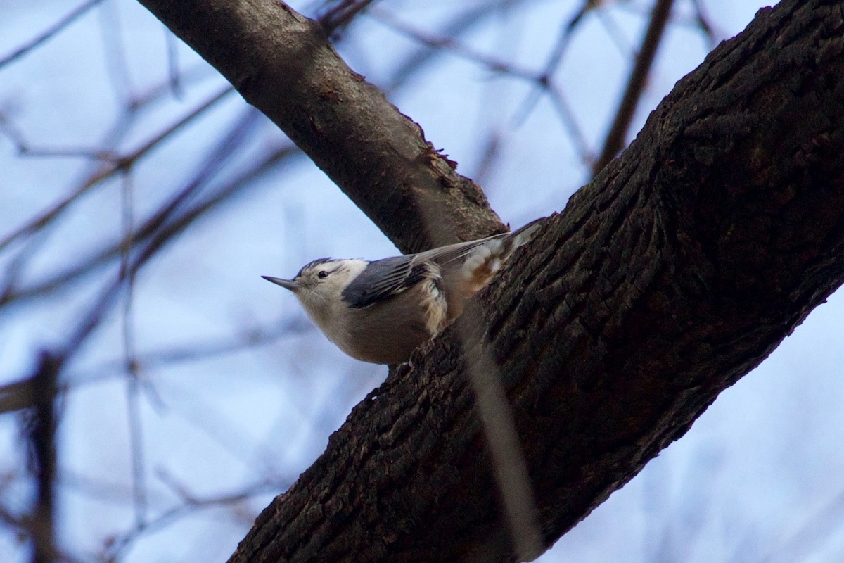 White-breasted Nuthatch - ML410611541